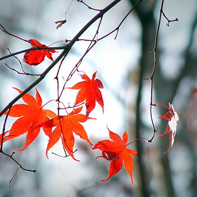 Herbstblaetter(c)jamie84/SXC