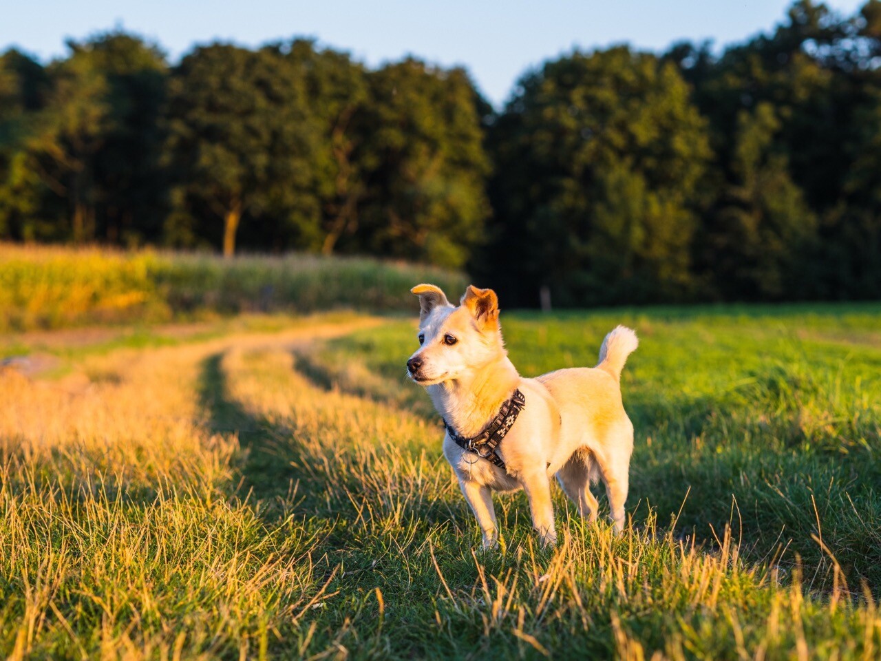 Hund Melly steht im Abendlicht auf einem Feldweg