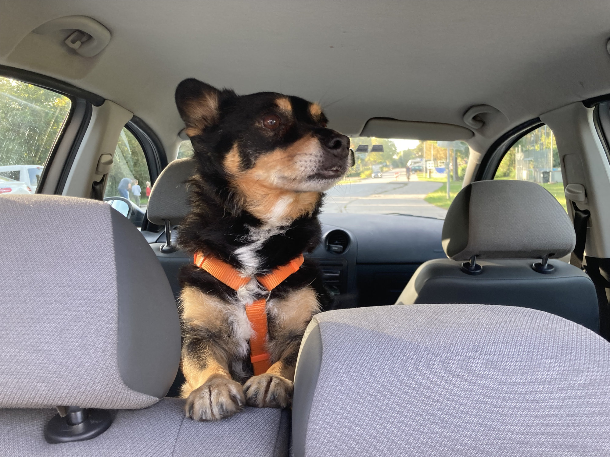 Blick durch den offenen Kofferraum in das Auto, auf der Lehne des Rücksitzes schaut ein schwarz-brauner-Hund interessiert zur Seite