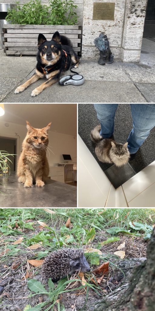 Oben: ein schwarzbrauner Hund liegt auf dem Boden neben einem Zwerg aus Metall und schaut aufmerksam in die Kamera
Mitte: links ein rot getigerter Maine Coone Kater auf einer Küchenarbeitsfläche, rechts Blick von oben auf einen flauschigen grau getigerten Kater, der zwischen den Füßen einer Person steht und nach oben schaut
Unten: ein sehr kleiner Igel, das Gesicht mit offenen Augen und schnüffelnder Nase bildet ein Drittel des Gesamtkörpers